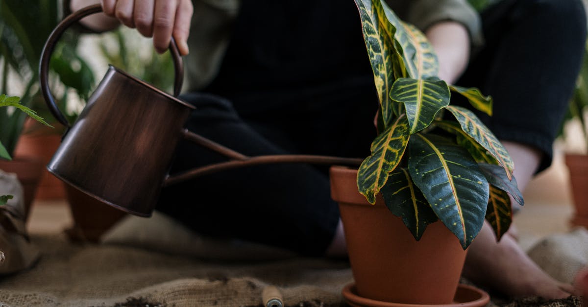 How can I un-till the soil in Stardew Valley? - Person Watering a Potted Plant