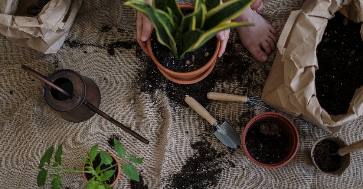 How can I un-till the soil in Stardew Valley? - Green Plant on Brown Clay Pot