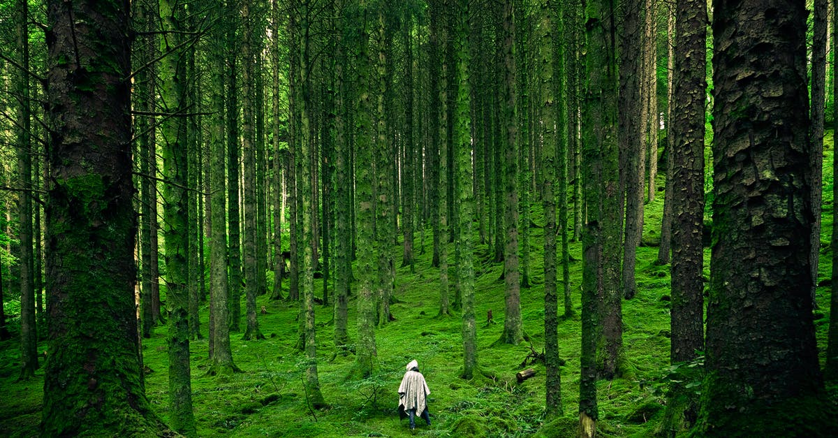 How can you see the ghosts or invisible people in the shaded woods - Person Walking Between Green Forest Trees