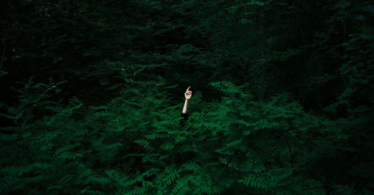 How can you see the ghosts or invisible people in the shaded woods - Unrecognizable Hiding Person Stretching Hand From Between Ferns in Woods