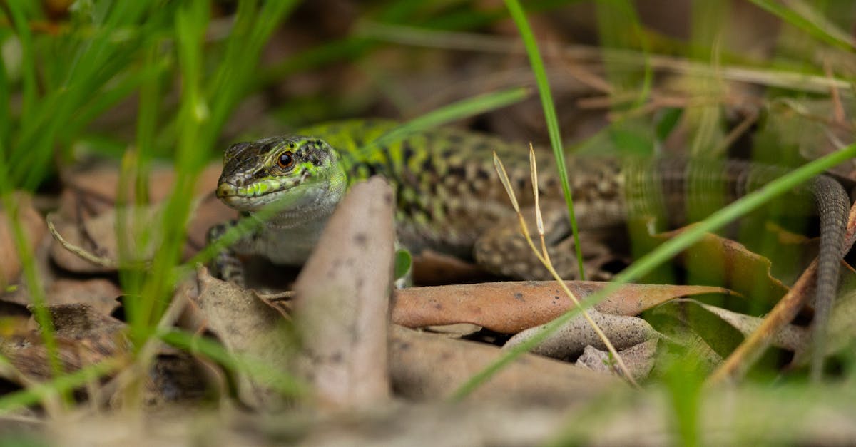 How can you unlock Cyrus in Animal Crossing New Leaf [duplicate] - Green and Black Lizard on Brown Soil