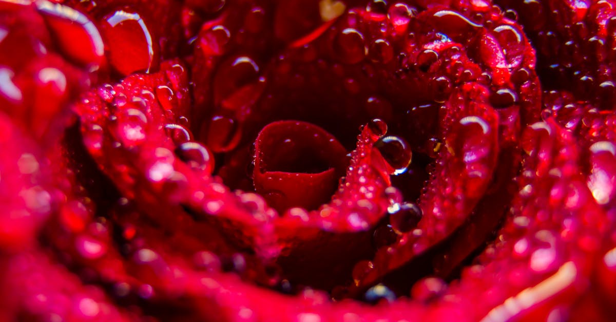 How close to water do my tomatoes need to be to considered irrigated? - Red Flower With Water Droplets