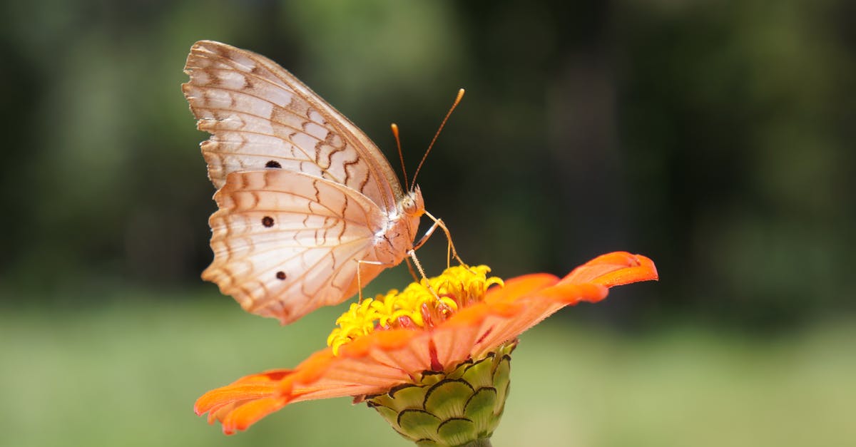 How could one grow in rank in TFX? - Wild butterfly collecting pollen while sitting on orange flower growing in nature with bright sunlight on blurred background in summer day