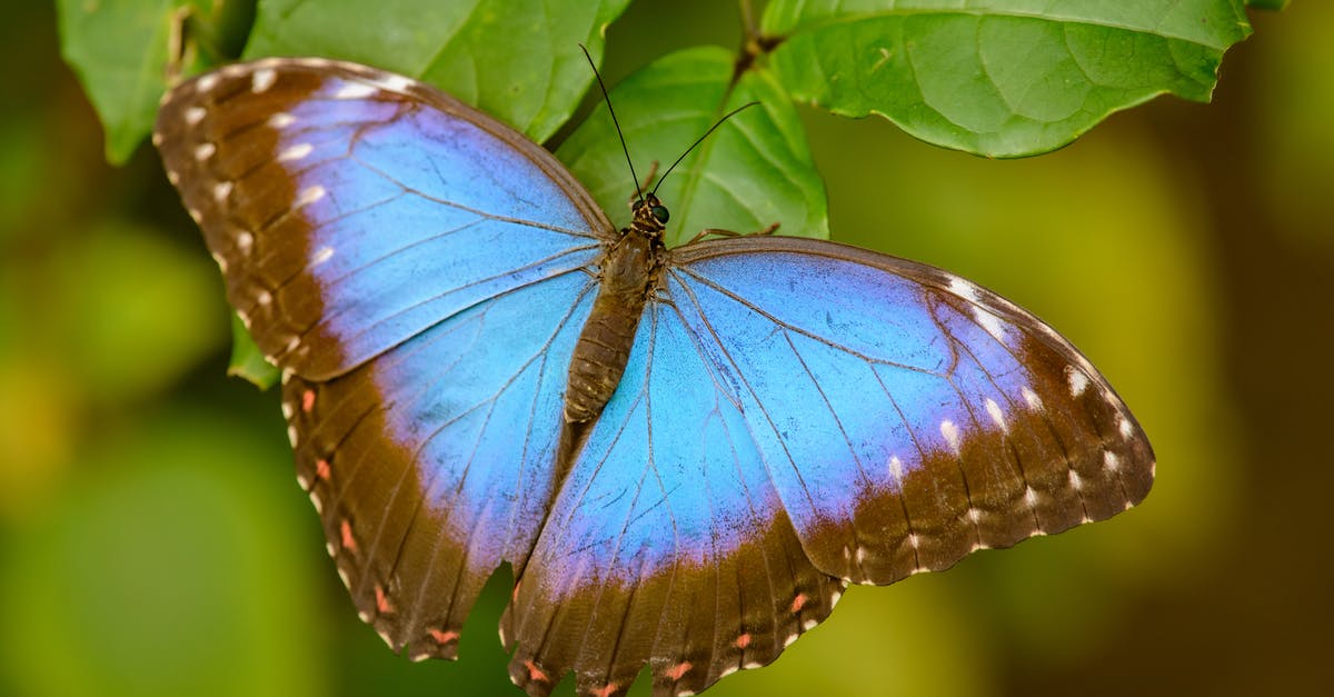 How could one grow in rank in TFX? - Colorful butterfly on green leaf of plant