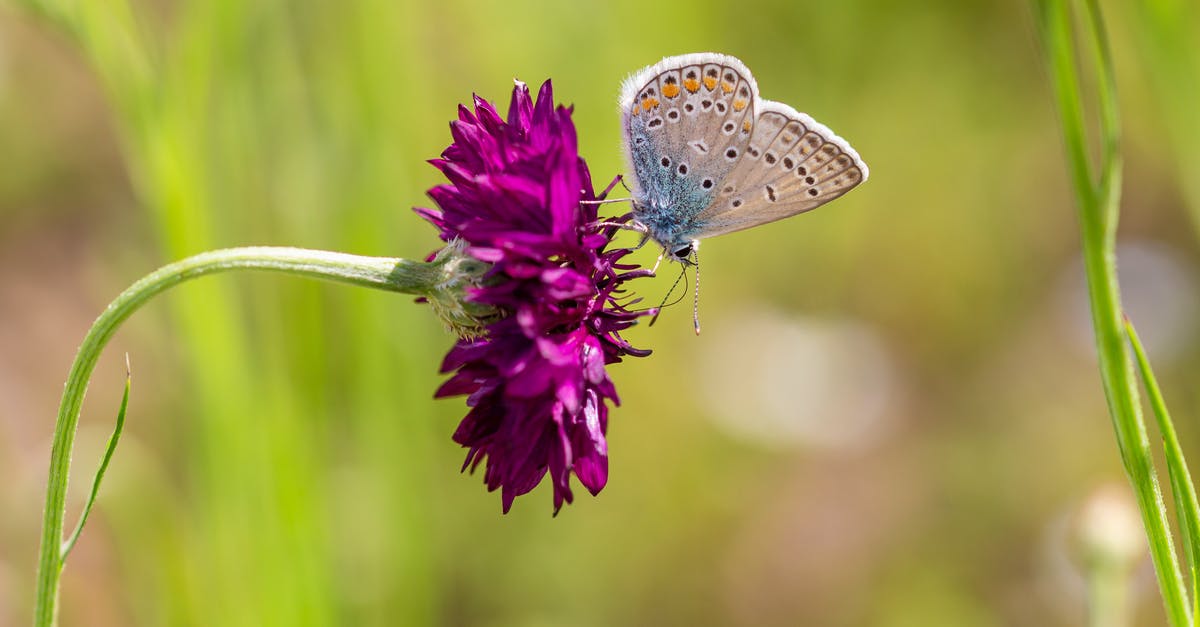 How could one grow in rank in TFX? - Polyommatus icarus butterfly sitting on purple flower in garden