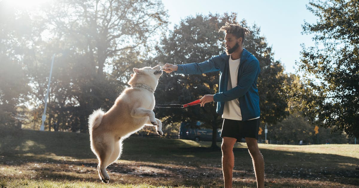 How did this action have that consequence? - Side view of young African american guy in trendy sportswear training adorable Akita dog during outdoor workout in park How did this action have that consequence? - Side view of young African american guy in trendy sportswear training adorable Akita dog during outdoor workout in park