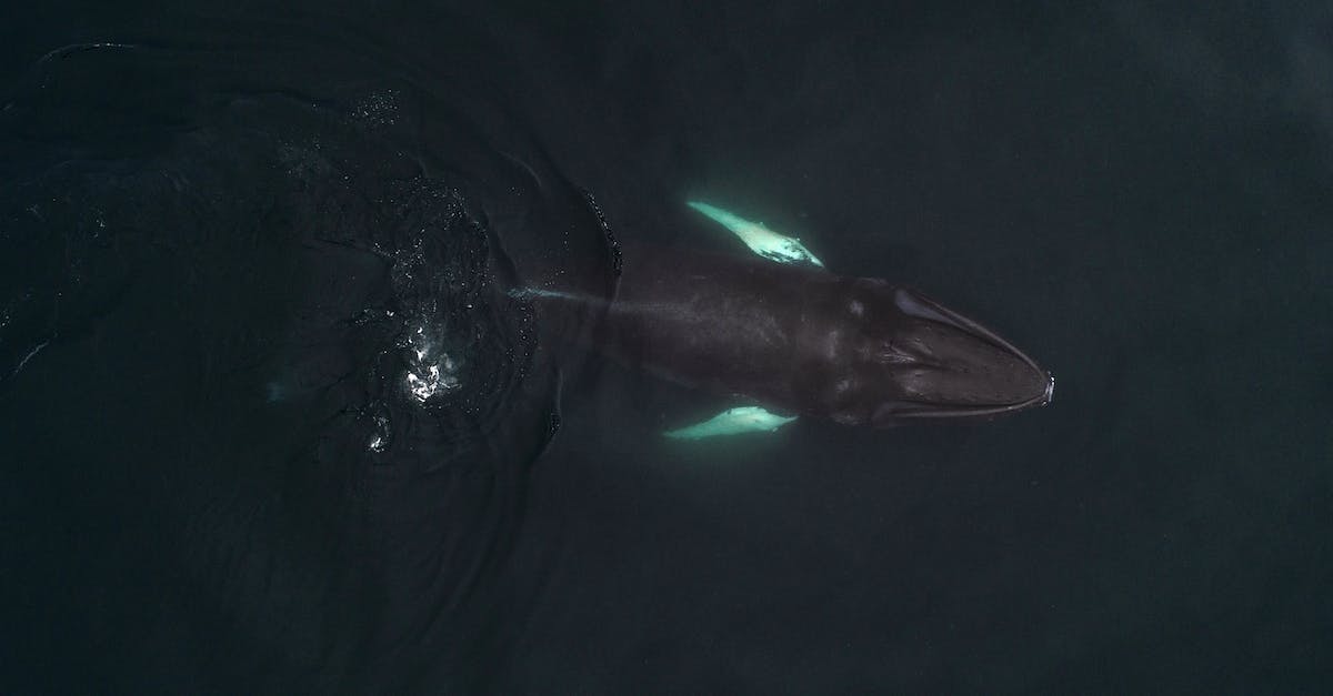 How did this huge hole form? - Humpback whale swimming in deep sea