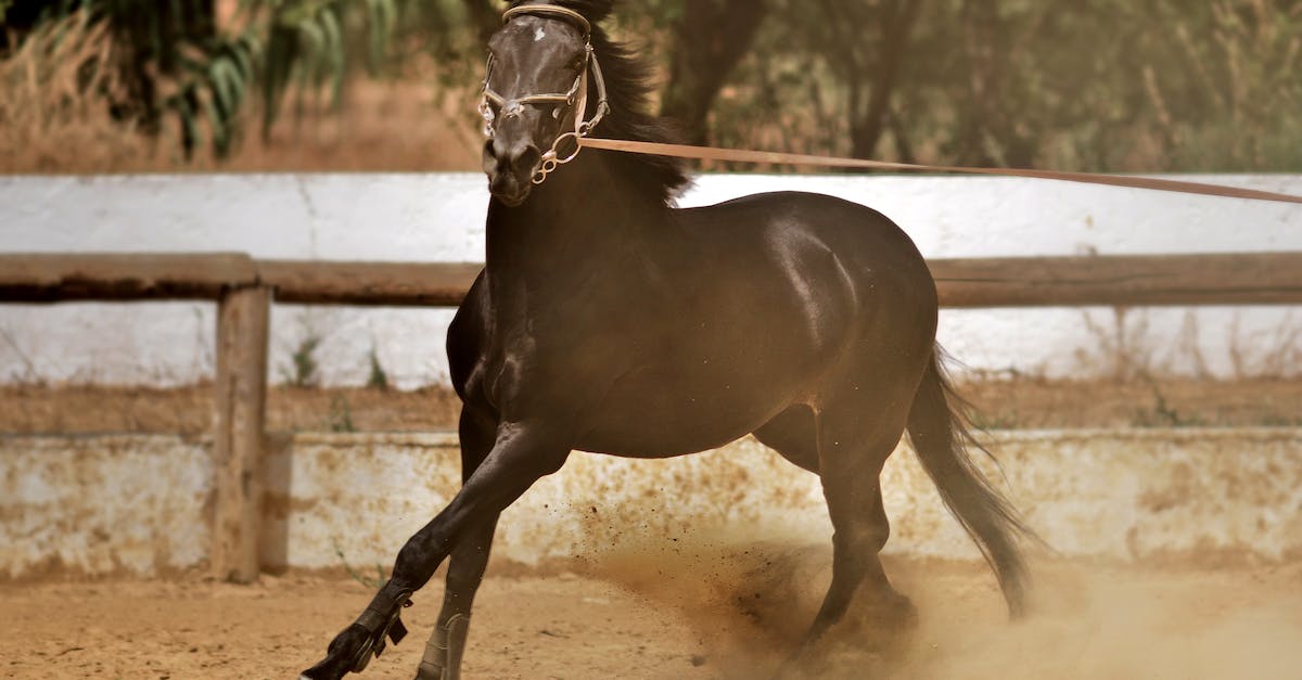 How do chests in Dust an Elysian tail decide what to drop? - Brown Horse Riding 