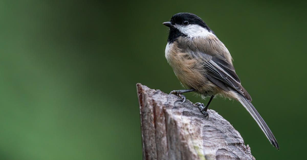 How do chests in Dust an Elysian tail decide what to drop? - Small chickadee bird sitting on wooden surface in nature