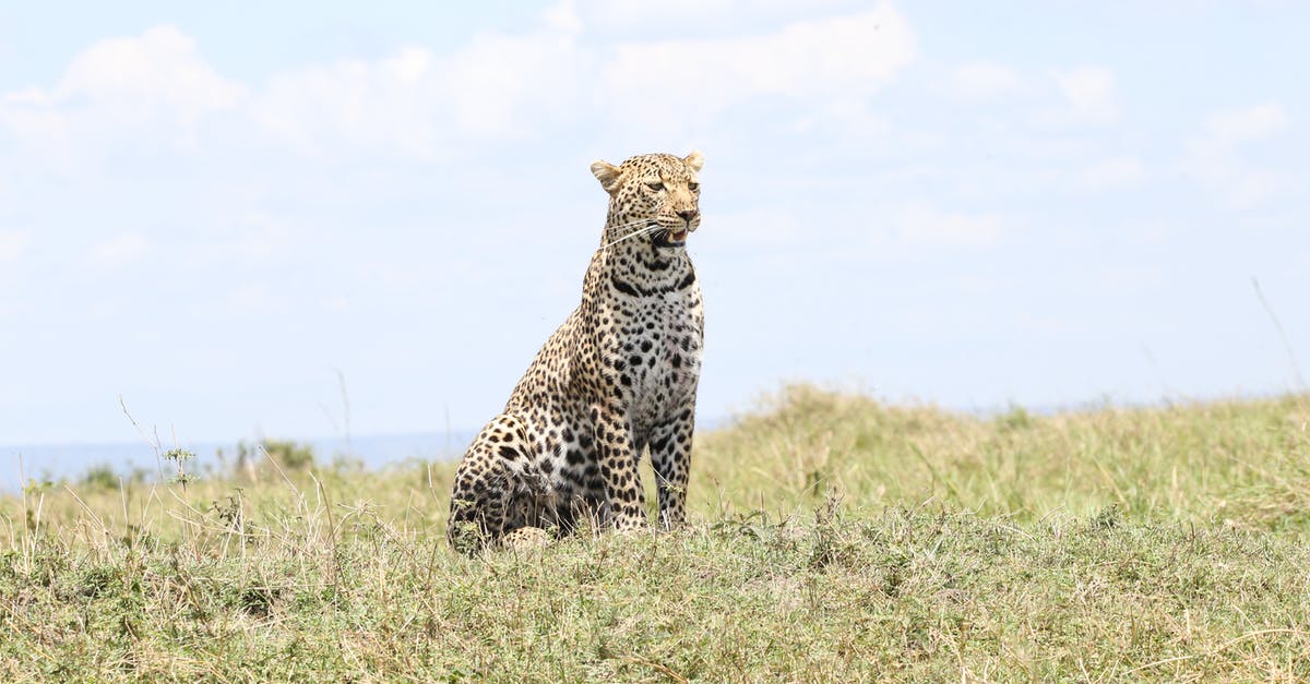 How do hunter perks work? - Yawn of a hungry leopard