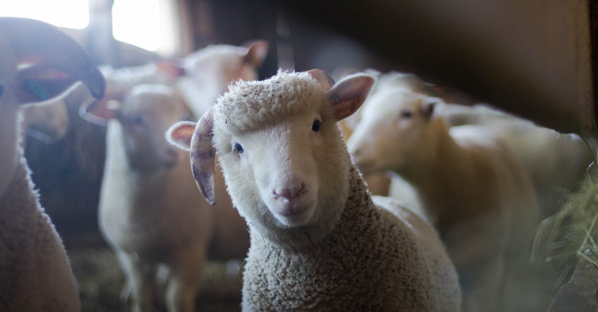 How do I become a goat again after turning into a bag? - Sheep How do I become a goat again after turning into a bag? - Sheep