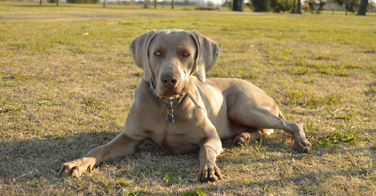 How do I breed a Ralts with 6 IVs? - Brown Short Coated Dog Lying on Green Grass Field How do I breed a Ralts with 6 IVs? - Brown Short Coated Dog Lying on Green Grass Field
