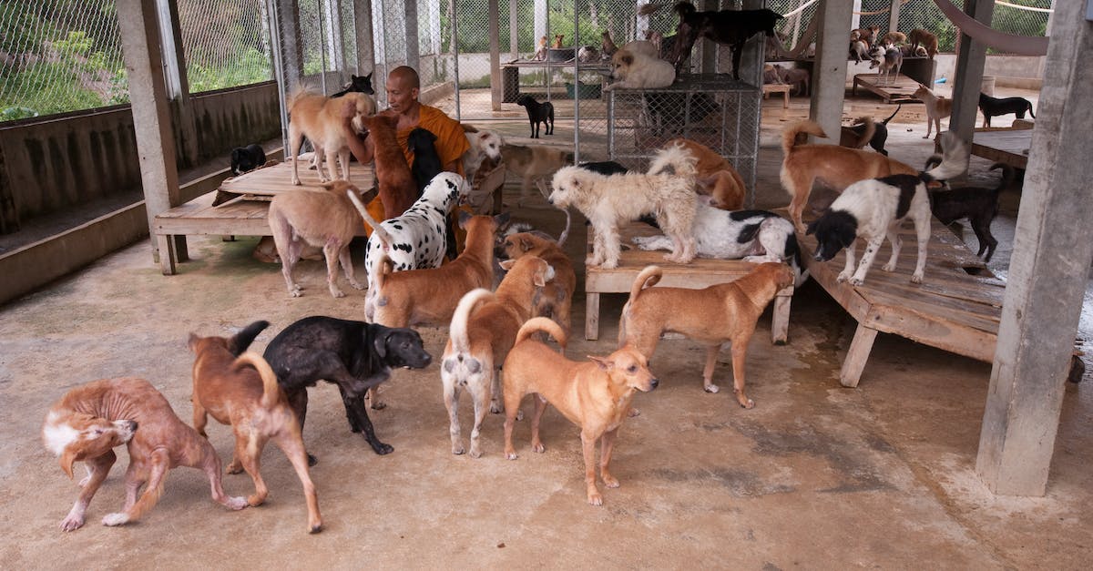 How do I breed a Ralts with 6 IVs? - A Man Surrounded by His Pet Dogs with Different Breed How do I breed a Ralts with 6 IVs? - A Man Surrounded by His Pet Dogs with Different Breed