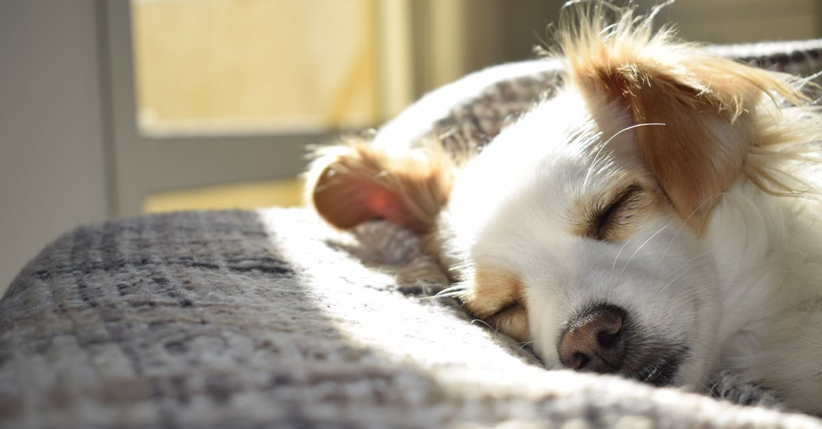 How do I breed a sun dragon in DragonVale? - Closeup Photography of Adult Short-coated Tan and White Dog Sleeping on Gray Textile at Daytime How do I breed a sun dragon in DragonVale? - Closeup Photography of Adult Short-coated Tan and White Dog Sleeping on Gray Textile at Daytime