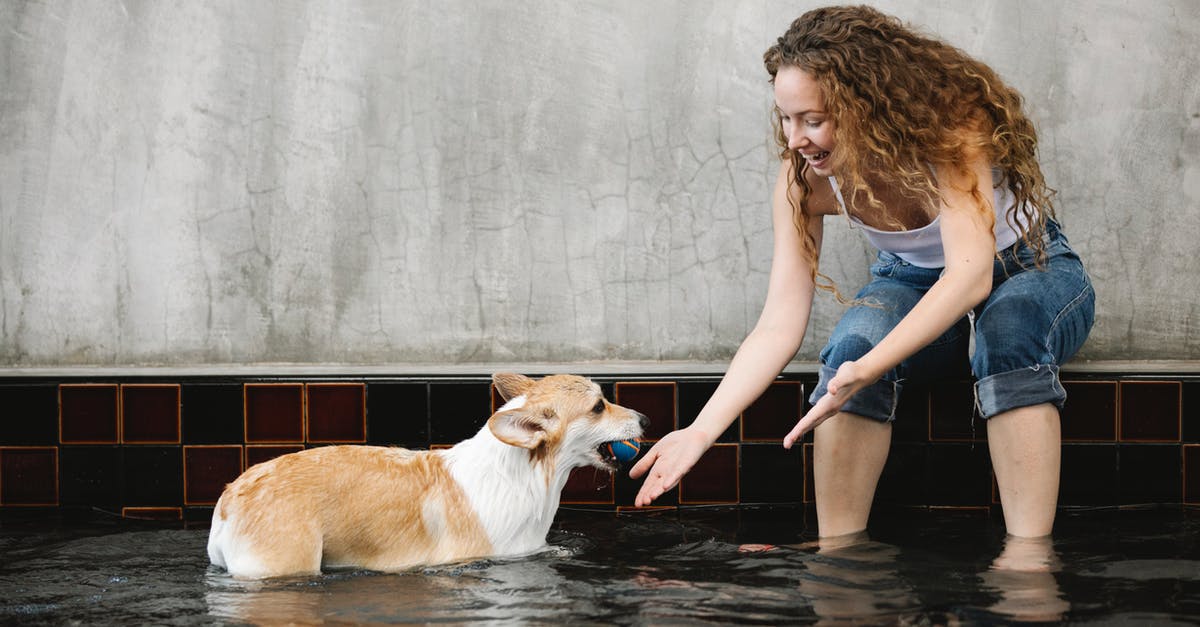 How do I breed a tame donkey? - Smiling owner taming Welsh Corgi with ball in pool How do I breed a tame donkey? - Smiling owner taming Welsh Corgi with ball in pool
