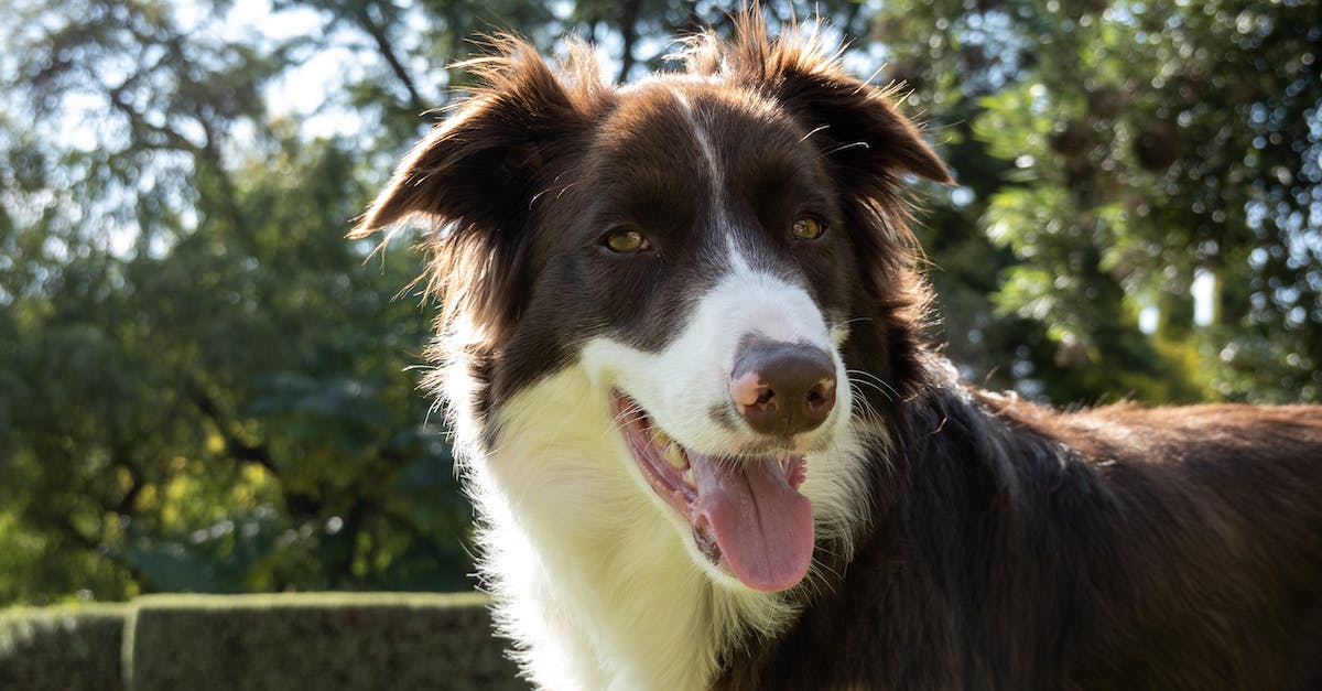 How do I breed Pokemon for their Hidden Abilities? - Black and White Border Collie