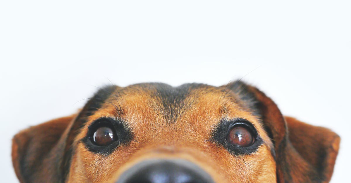 How do I breed Pokemon for their Hidden Abilities? - Closeup Photo of Brown and Black Dog Face