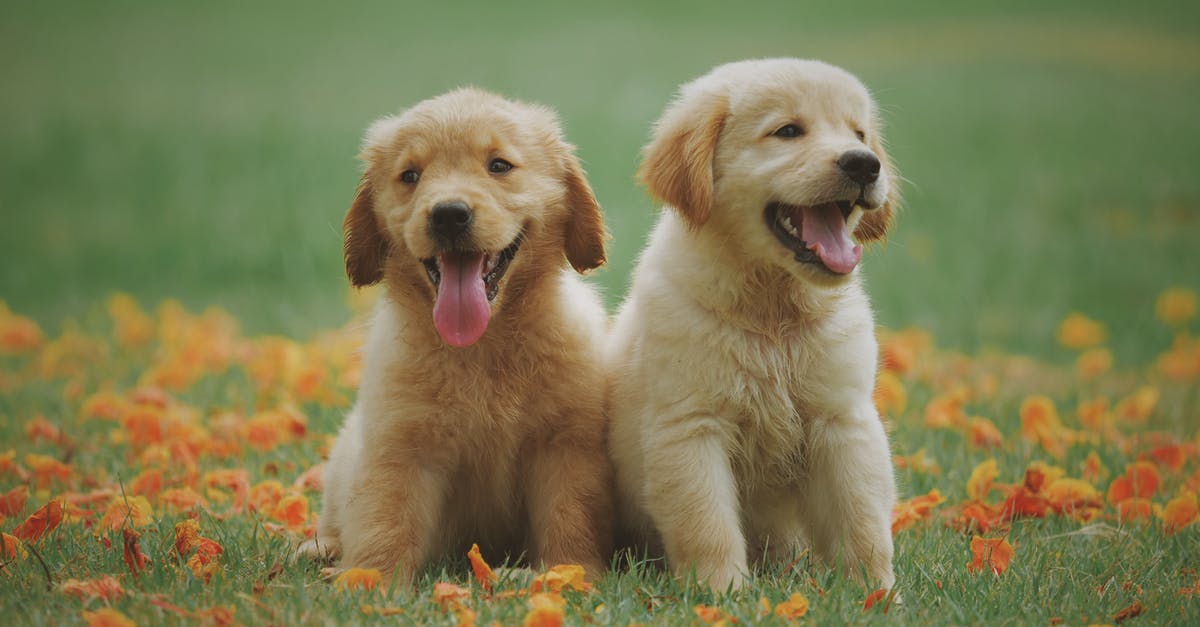 How do I breed Pokemon for their Hidden Abilities? - Two Yellow Labrador Retriever Puppies