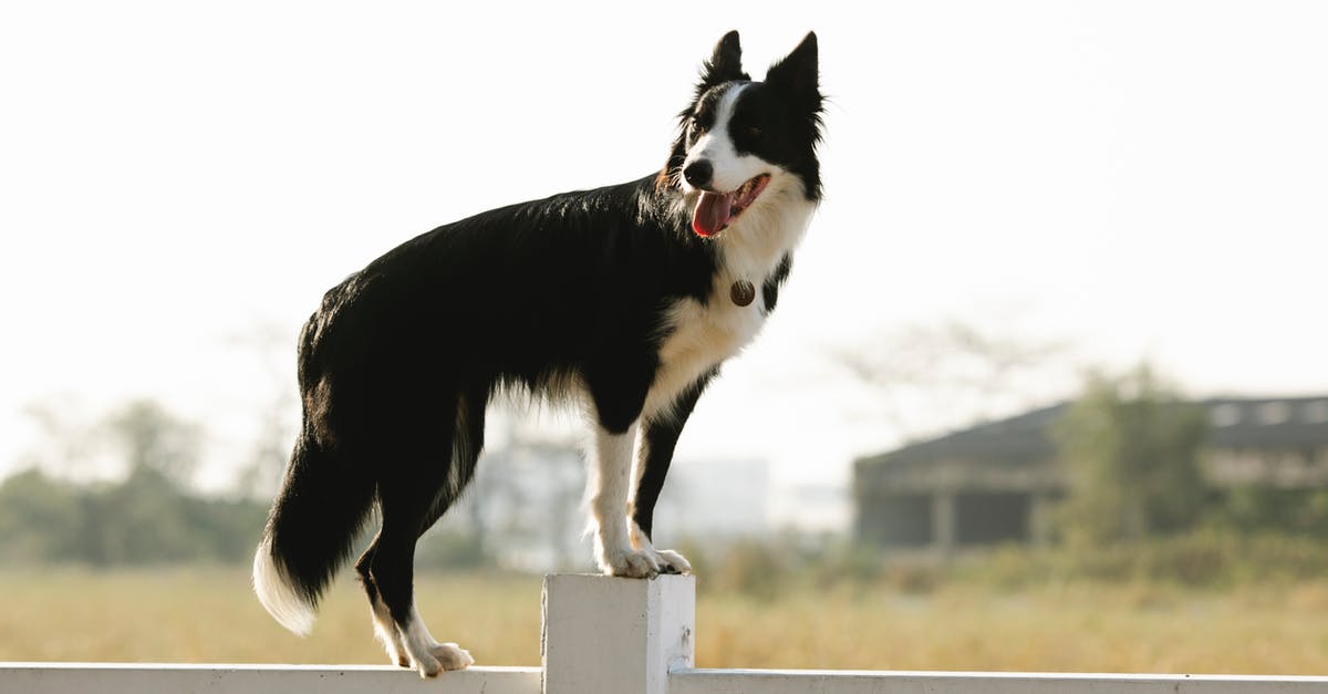 How do I build a dog house for Dogmeat? - Border Collie standing on fence
