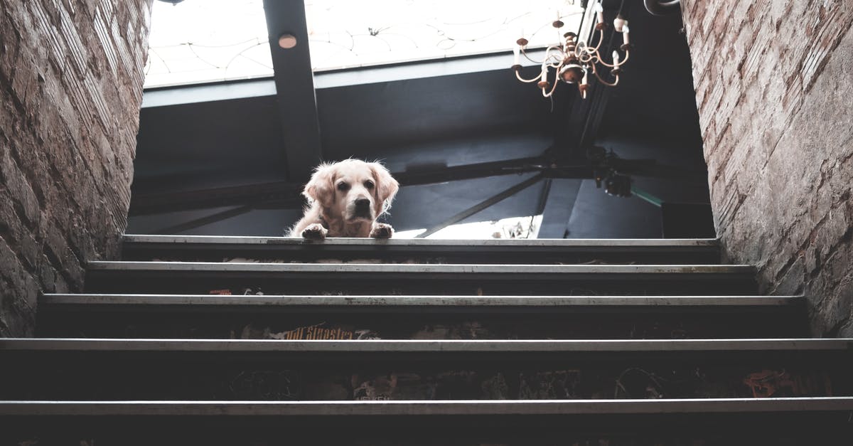 How do I build a dog house for Dogmeat? - Dog lying on stairs of brick building