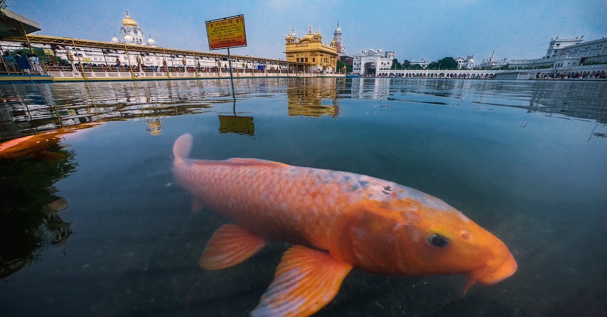 How do I clear the rubble in the Castle - Goldfish in pond near temple How do I clear the rubble in the Castle - Goldfish in pond near temple
