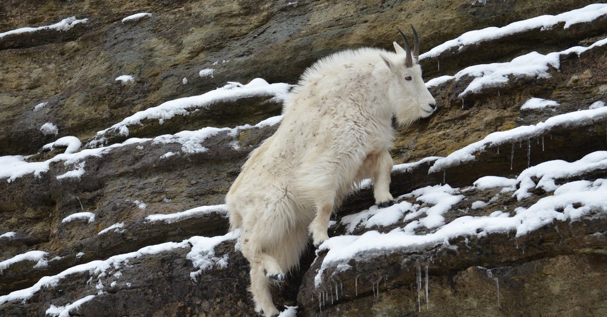 How do I climb the Broadway church? - Mountain Goat on Rocky Mountain with Snow