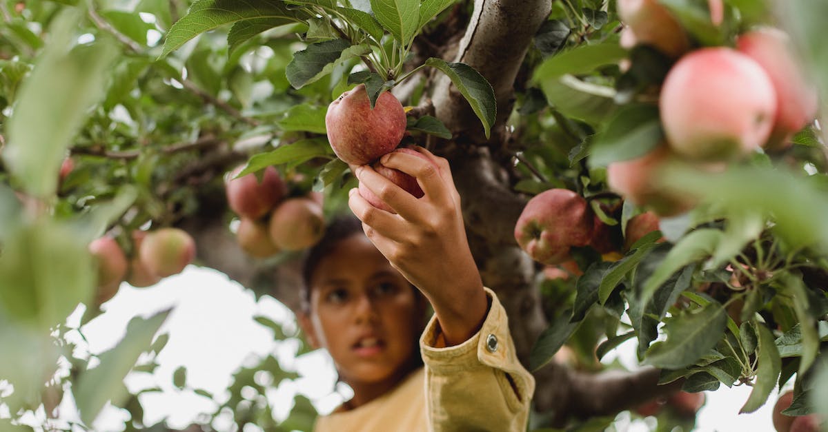 How do I collect from an Anomaly tile? - Low angle of Hispanic girl picking apples from tree branches covered with green leaves in garden