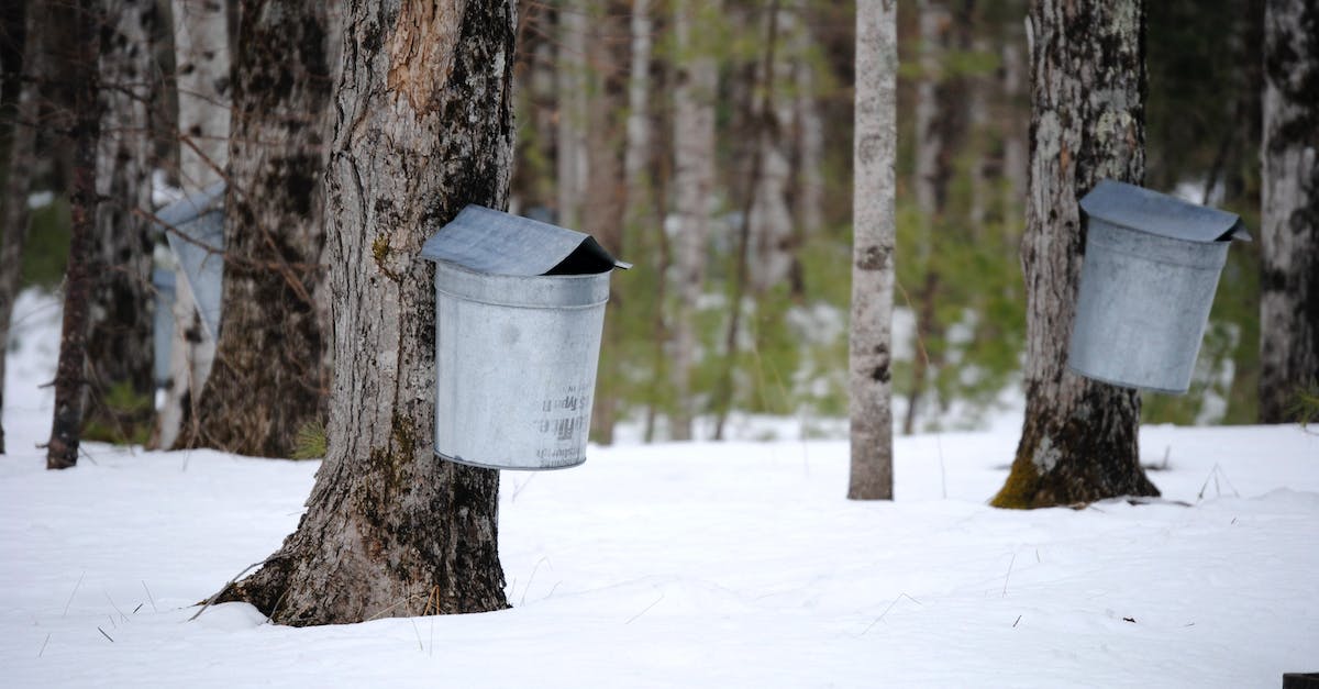 How do I collect snow to boil it? - Metal buckets attached on maple trees trunks for sap collection in snowy winter forest