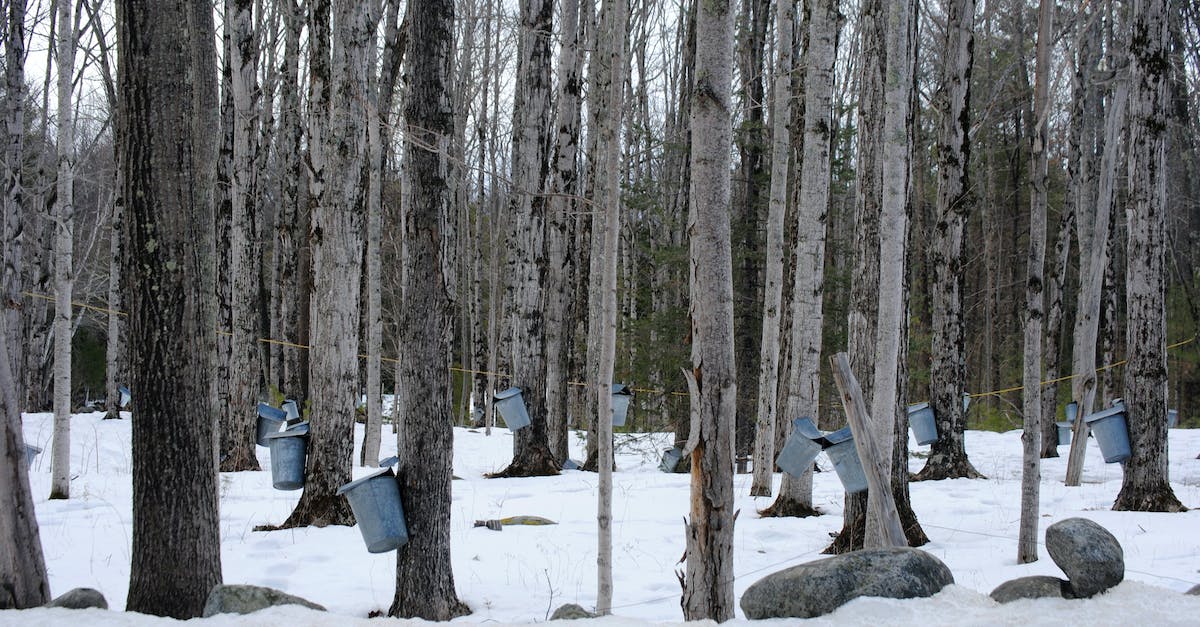 How do I collect snow to boil it? - Maple forest with buckets attached to trees in winter