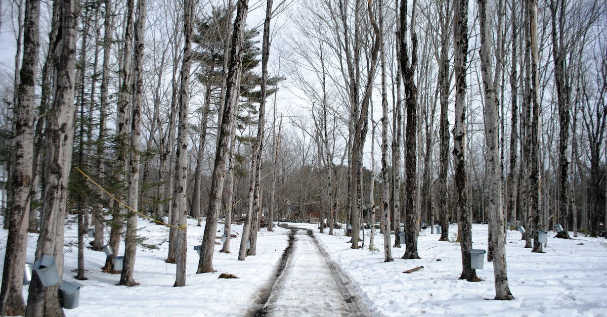 How do I collect snow to boil it? - Rural road through winter maple forest with buckets on trunks