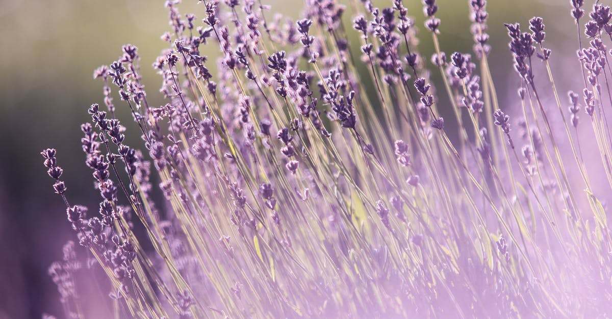 How do I complete the fourth maze in the garden of the Parfum Palace? - Selective Focus Photography of Purple Lavender Flowers