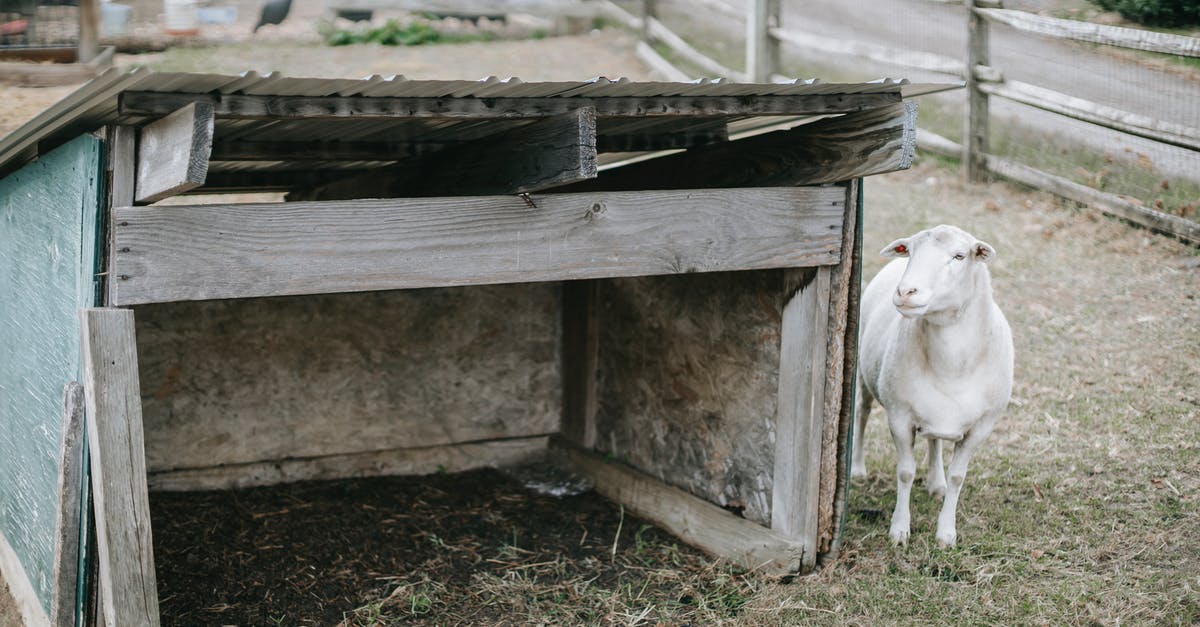 How do I complete the Old Goat quest in Goat MMO Simulator? - Little goat with white coat standing on dry terrain near old wooden construction and fence in countryside How do I complete the Old Goat quest in Goat MMO Simulator? - Little goat with white coat standing on dry terrain near old wooden construction and fence in countryside