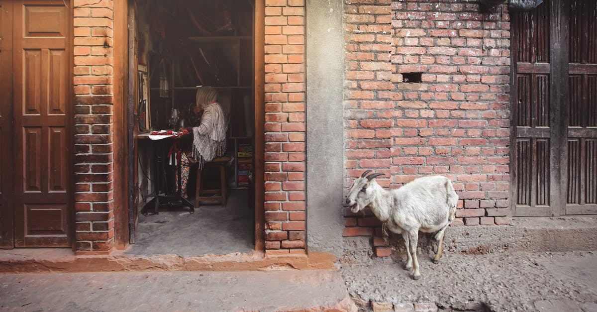 How do I complete the Old Goat quest in Goat MMO Simulator? - Side view of anonymous female seamstress with sewing machine in aged workshop and goat with open mouth on urban street How do I complete the Old Goat quest in Goat MMO Simulator? - Side view of anonymous female seamstress with sewing machine in aged workshop and goat with open mouth on urban street