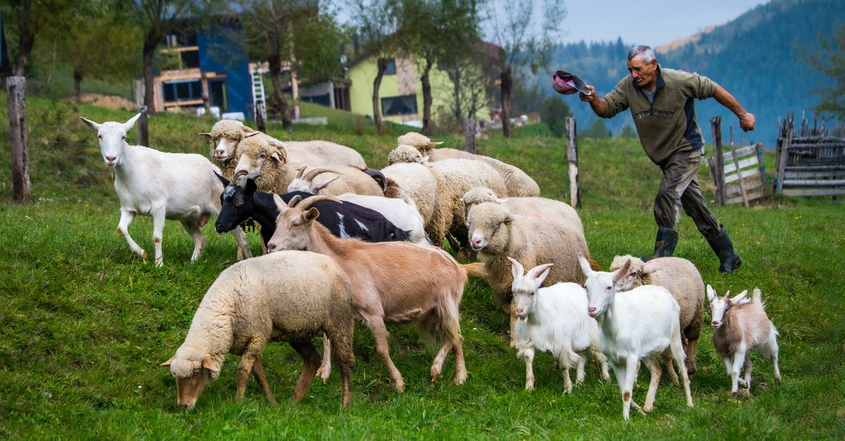 How do I complete the Old Goat quest in Goat MMO Simulator? - Old Herder running before a Herd of Livestocks How do I complete the Old Goat quest in Goat MMO Simulator? - Old Herder running before a Herd of Livestocks