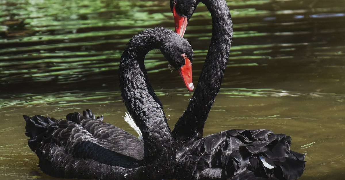 How do I defeat Swans as a melee-oriented character? - Black Swan on Body of Water