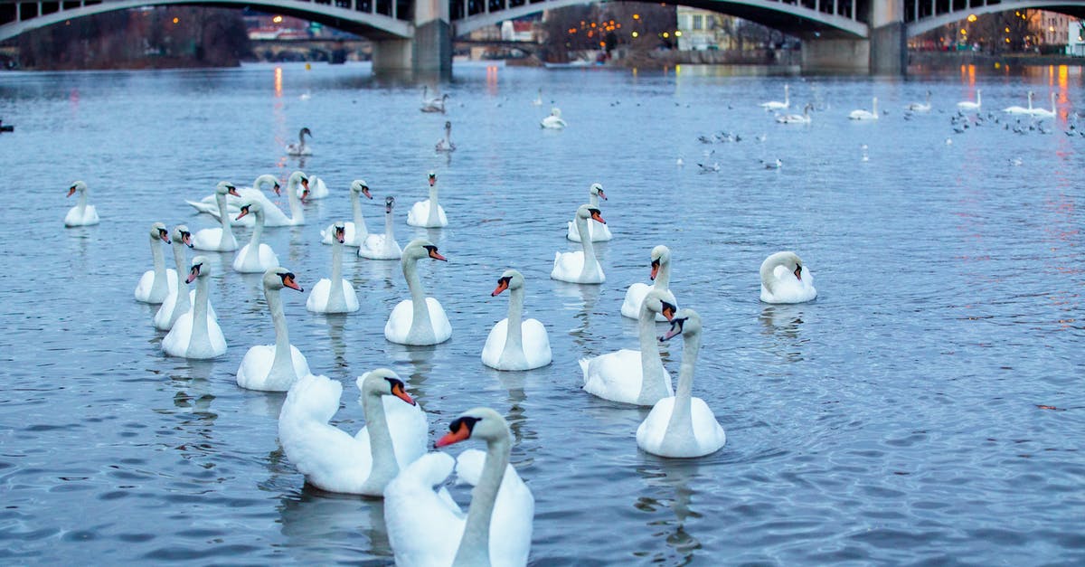 How do I defeat Swans as a melee-oriented character? - White Swan on Water Near Bridge