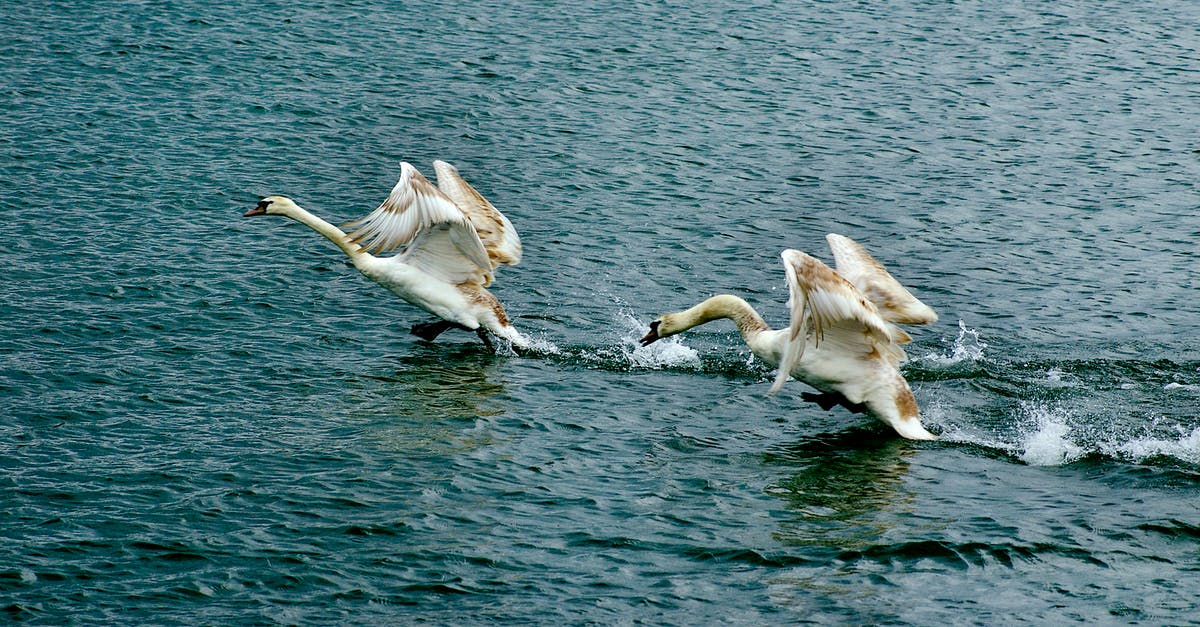 How do I defeat Swans as a melee-oriented character? - Swans Flying Starting from the Water Surface 