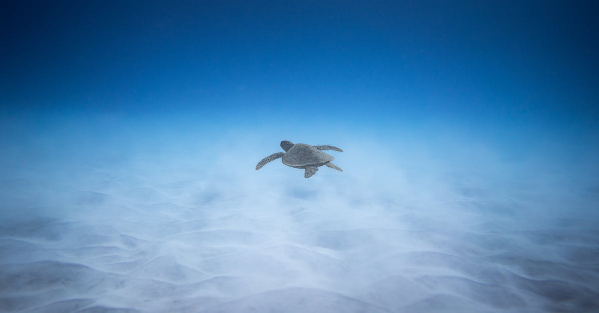 How do I defeat the Spawn of Rovagug at the bottom of the Tenebrous Depths? - Adorable marine turtle swimming underwater of blue ocean near sandy bottom in sunlight
