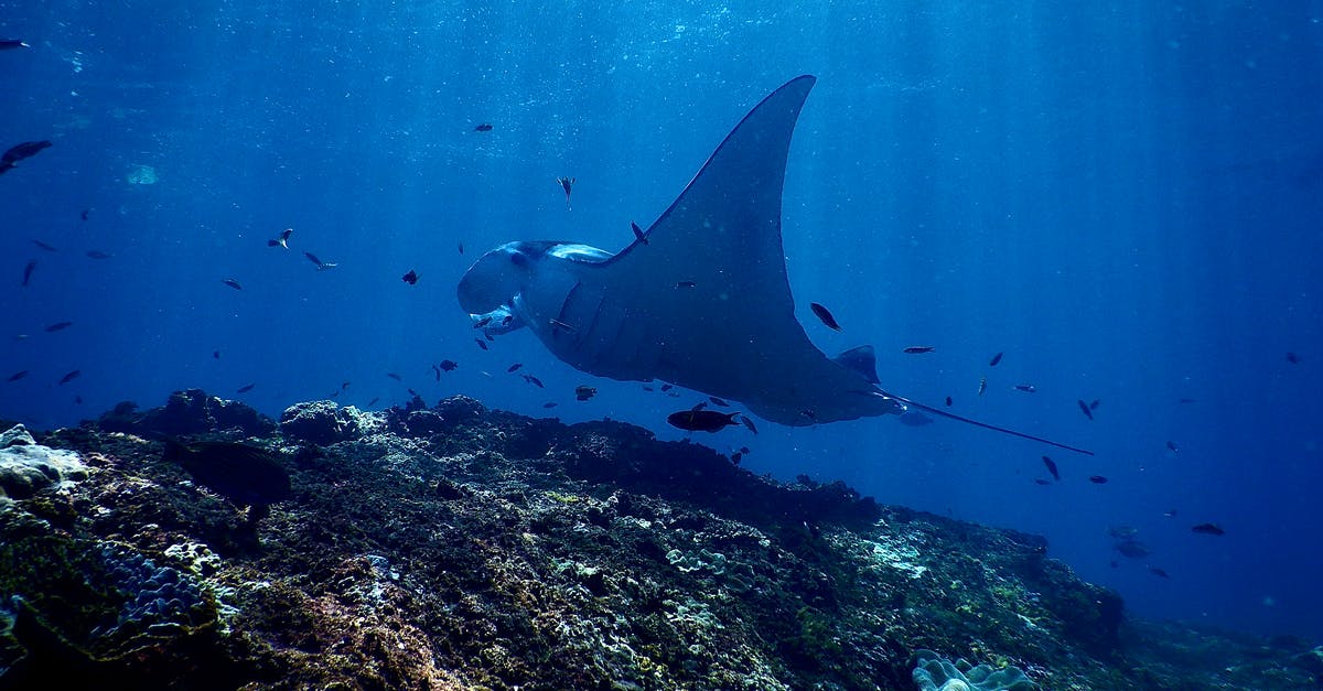 How do I defeat the Spawn of Rovagug at the bottom of the Tenebrous Depths? - Exotic reef manta ray swimming undersea in sunlight How do I defeat the Spawn of Rovagug at the bottom of the Tenebrous Depths? - Exotic reef manta ray swimming undersea in sunlight