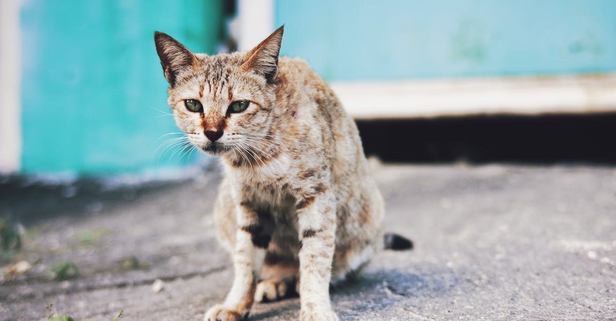 How do I delete my town and player on Animal Crossing New Leaf - Homeless cat with green eyes sitting on asphalt sidewalk with green leaves near old blue house on street of town How do I delete my town and player on Animal Crossing New Leaf - Homeless cat with green eyes sitting on asphalt sidewalk with green leaves near old blue house on street of town