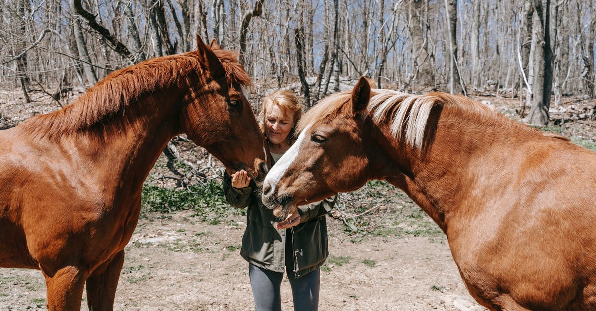 How do I dismount my horse? - Free stock photo of animal, cavalry, chestnut How do I dismount my horse? - Free stock photo of animal, cavalry, chestnut