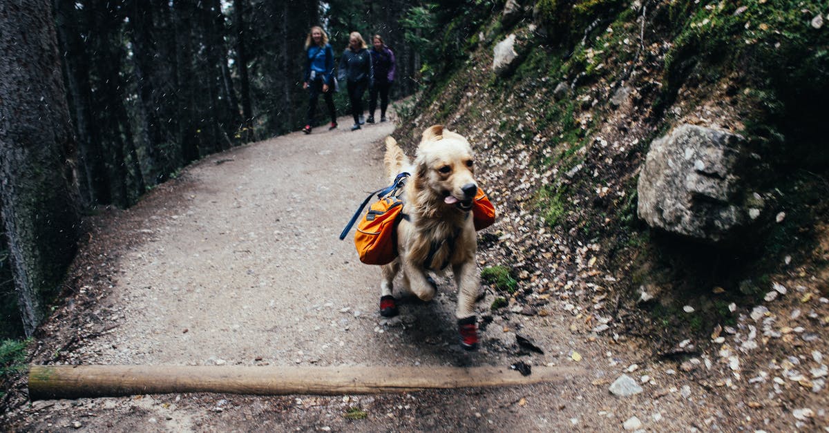 How do I equip companion customizations? - Active Golden Retriever running with trekking equipment with travelers walking on trail in highland