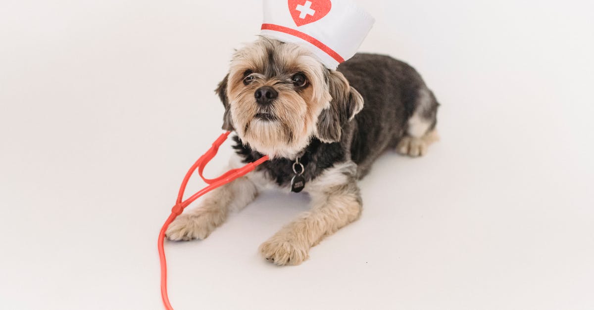 How do I equip companion customizations? - From above of cute Yorkshire terrier dog with fake stethoscope and medical hat lying on white background and looking up