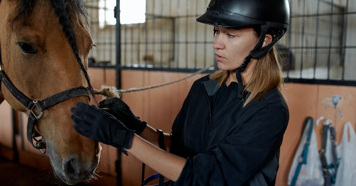 How do I equip companion customizations? - Horsewoman caressing melancholic mare muzzle in stable