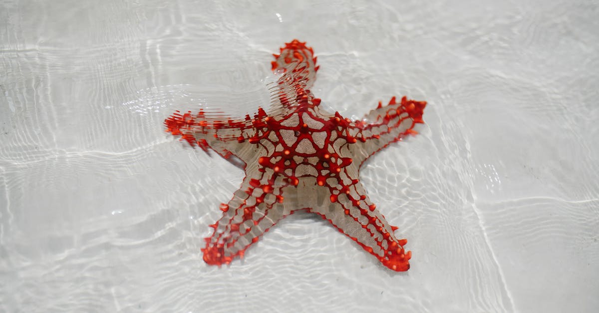 How do I escape from the bottom of the ocean? - From above of starfish echinoderm from class Asteroidea on sandy bottom of clear shallow water How do I escape from the bottom of the ocean? - From above of starfish echinoderm from class Asteroidea on sandy bottom of clear shallow water