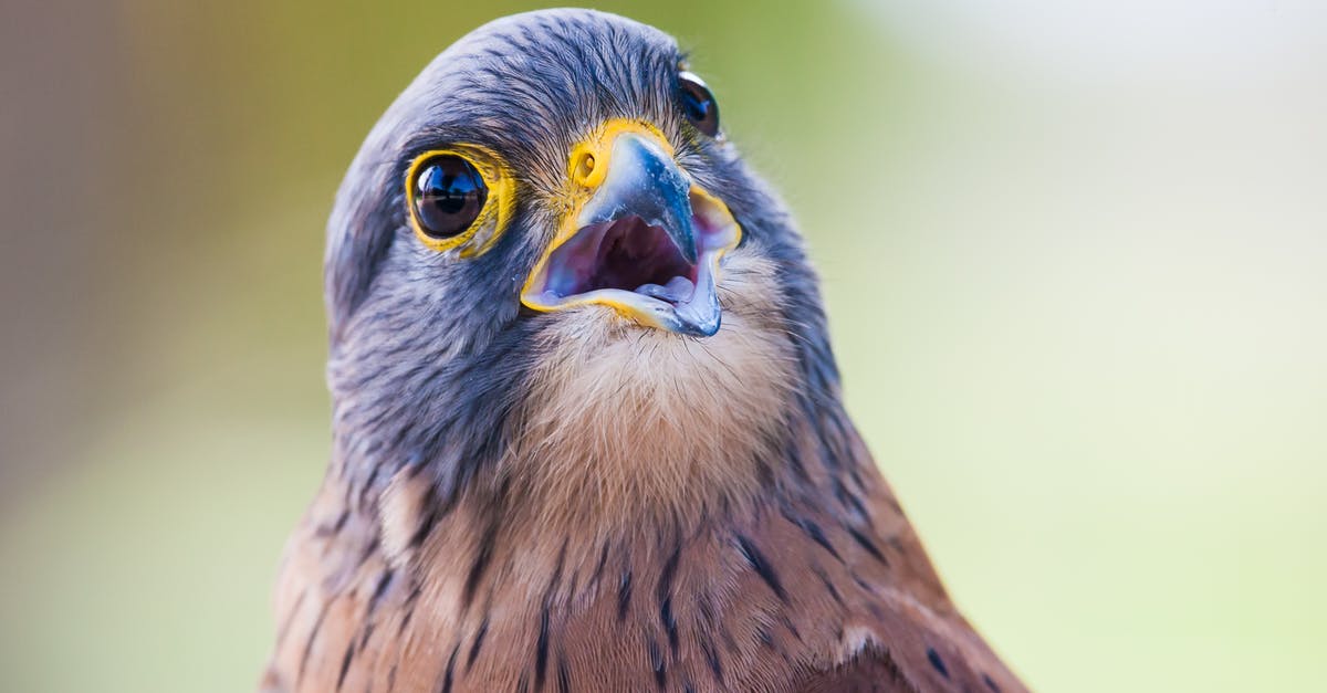 How do I Falcon Punch? - Portrait Photo of Brown and Gray Bird How do I Falcon Punch? - Portrait Photo of Brown and Gray Bird