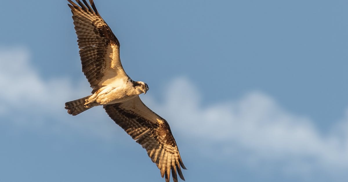 How do I Falcon Punch? - Selective Photography of Flying Black Falcon How do I Falcon Punch? - Selective Photography of Flying Black Falcon