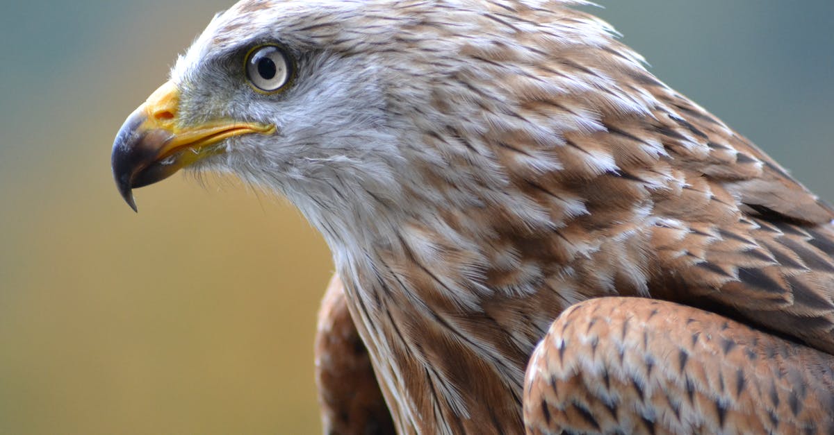 How do I Falcon Punch? - White and Brown Eagle How do I Falcon Punch? - White and Brown Eagle