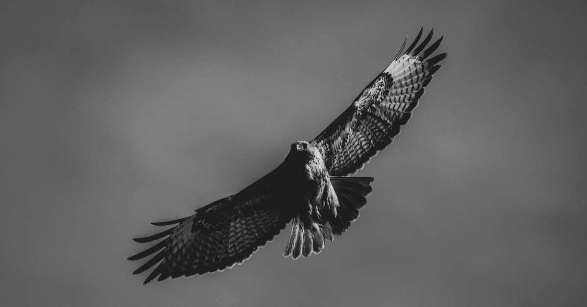How do I Falcon Punch? - Monochrome Photo of Flying Falcon How do I Falcon Punch? - Monochrome Photo of Flying Falcon