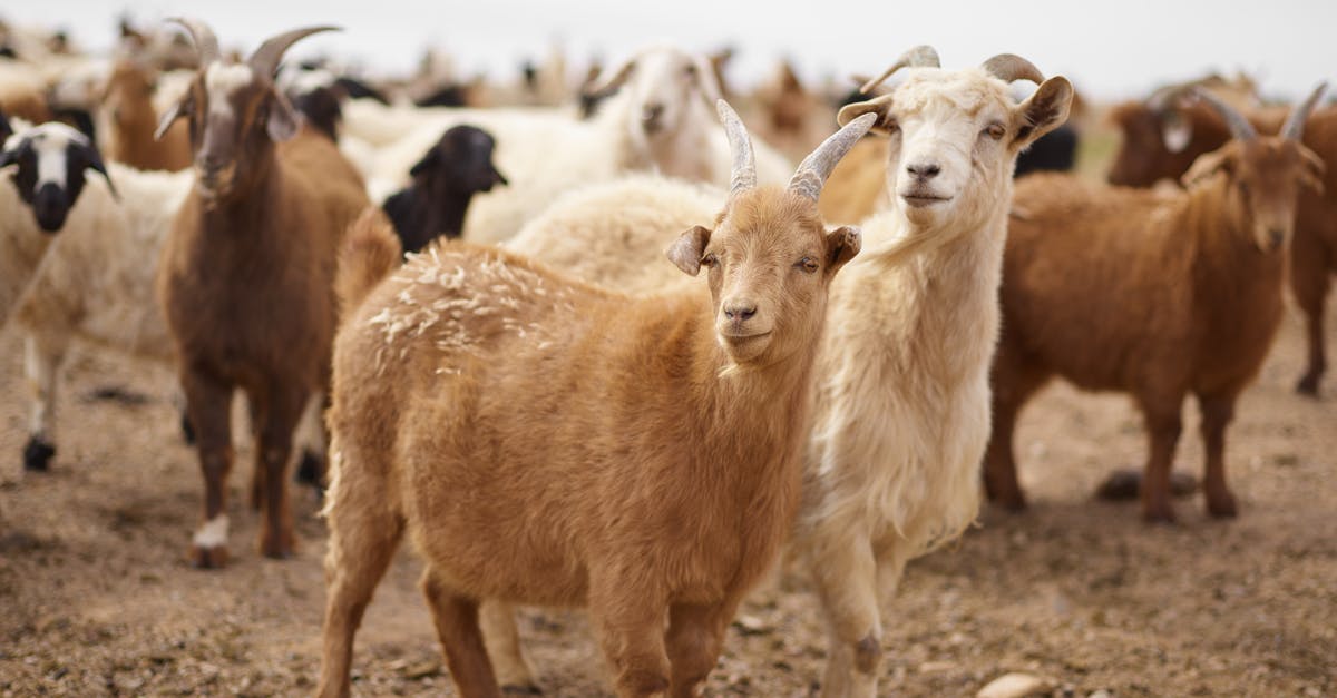 How do I feed a monster drugged meat? - Flock of fluffy goats grazing on pasture in rural area of steppe during daytime